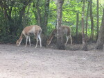 IMG_1085.JPG