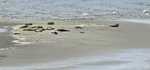 Afbeelding van WhatsApp op 2024-05-27 om 14.52.08_727d9ced.jpg