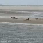 Afbeelding van WhatsApp op 2024-05-28 om 20.18.27_4f14f29a.jpg